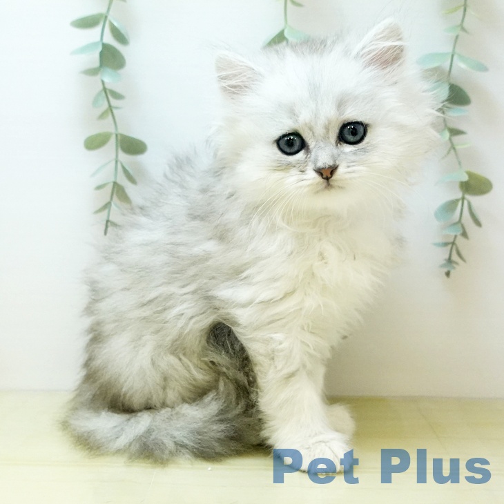 徳島県のペルシャ (ペットプラス徳島店/2025年7月23日生まれ/男の子/チンチラシルバー)の子猫の1枚目の画像