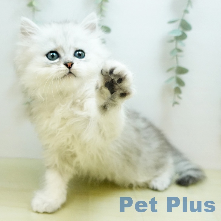 徳島県のペルシャ (ペットプラス徳島店/2025年7月23日生まれ/男の子/チンチラシルバー)の子猫の2枚目の画像