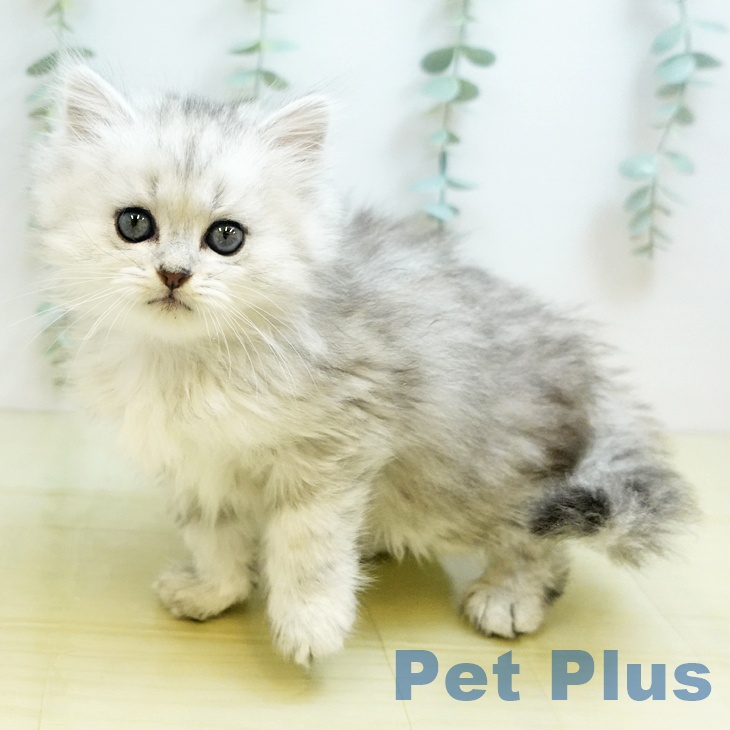 愛媛県のペルシャ (ペットプラス新居浜店/2025年7月23日生まれ/男の子/チンチラシルバー)の子猫の1枚目の画像
