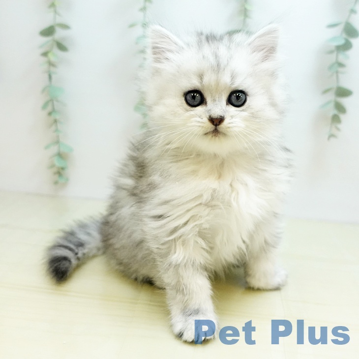 愛媛県のペルシャ (ペットプラス新居浜店/2025年7月23日生まれ/男の子/チンチラシルバー)の子猫の2枚目の画像