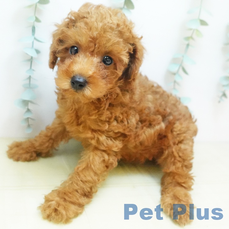 徳島県のトイプードル(トイ) (ペットプラス徳島店/2025年7月30日生まれ/男の子/レッド)の子犬の2枚目の画像