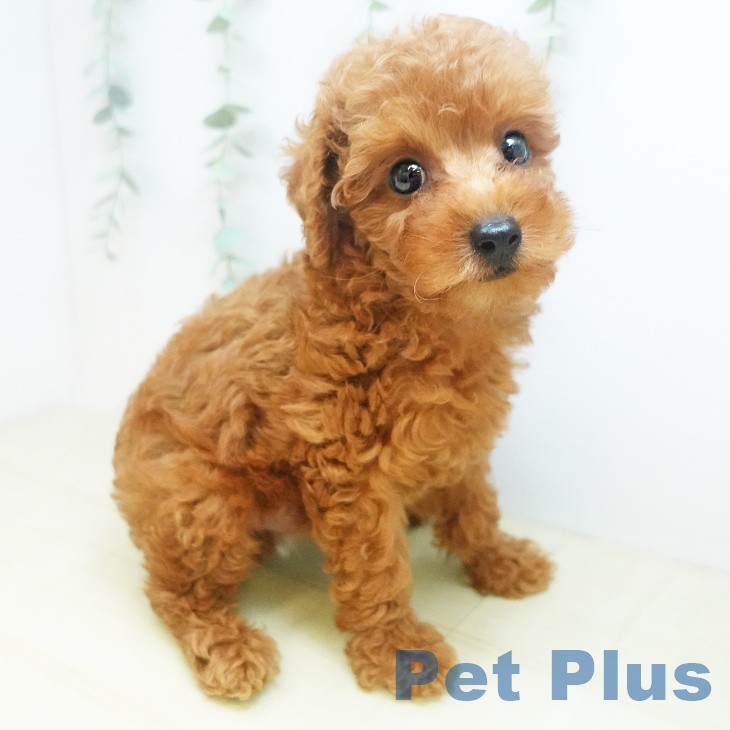 愛媛県のトイプードル(トイ) (ペットプラス新居浜店/2025年7月30日生まれ/男の子/レッド)の子犬の1枚目の画像