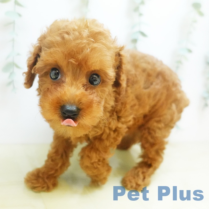 愛媛県のトイプードル(トイ) (ペットプラス新居浜店/2025年7月30日生まれ/男の子/レッド)の子犬の2枚目の画像