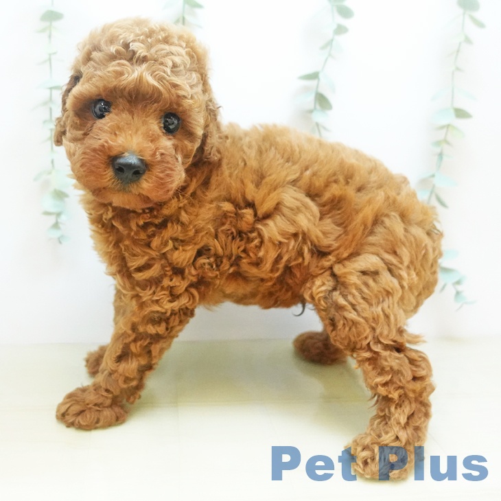岡山県のトイプードル(トイ) (ペットプラス岡山店/2025年8月1日生まれ/男の子/レッド)の子犬の1枚目の画像