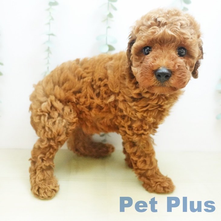 岡山県のトイプードル(トイ) (ペットプラス岡山店/2025年8月1日生まれ/男の子/レッド)の子犬の2枚目の画像