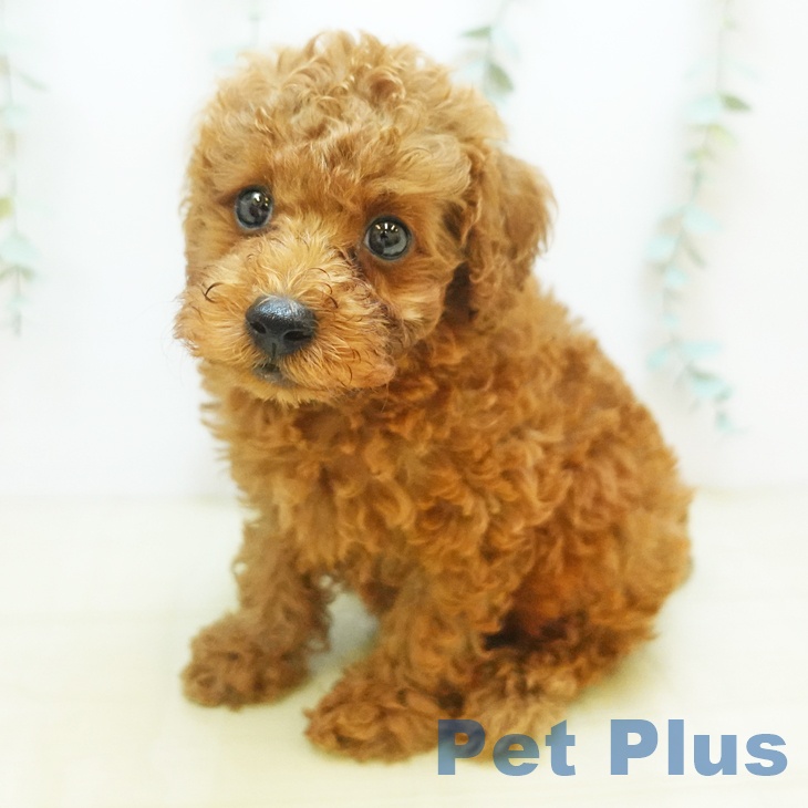 鳥取県のトイプードル(トイ) (ペットプラス日吉津店/2025年8月1日生まれ/男の子/レッド)の子犬の1枚目の画像