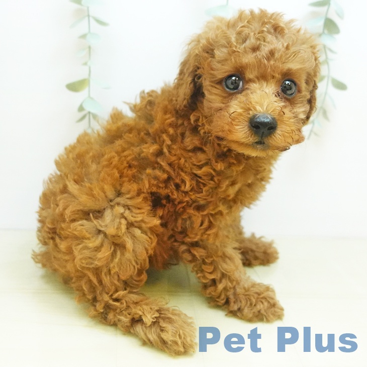鳥取県のトイプードル(トイ) (ペットプラス日吉津店/2025年8月1日生まれ/男の子/レッド)の子犬の2枚目の画像