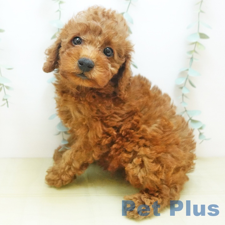 岡山県のトイプードル(トイ) (ペットプラス岡山南店/2025年8月1日生まれ/女の子/レッド)の子犬の1枚目の画像