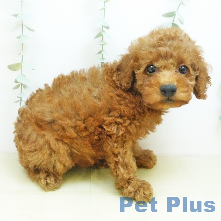 岡山県のトイプードル(トイ) (ペットプラス岡山南店/2025年8月1日生まれ/女の子/レッド)の子犬の2枚目の画像