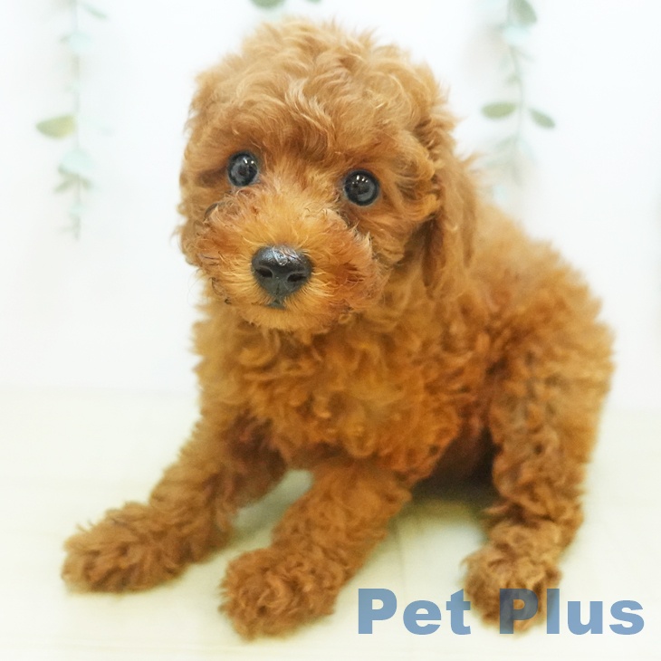鳥取県のトイプードル(トイ) (ペットプラス日吉津店/2025年8月1日生まれ/女の子/レッド)の子犬の1枚目の画像