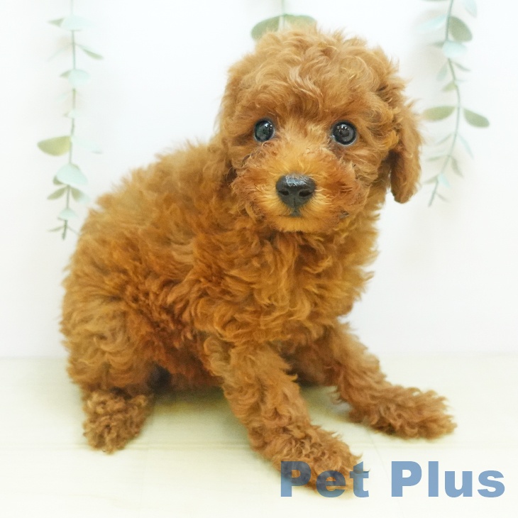鳥取県のトイプードル(トイ) (ペットプラス日吉津店/2025年8月1日生まれ/女の子/レッド)の子犬の2枚目の画像