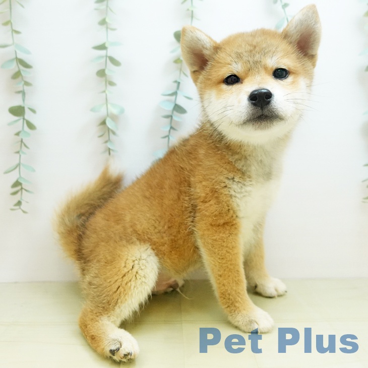 大阪府の柴犬(標準サイズ) (ペットプラス堺鉄砲町店/2025年7月28日生まれ/男の子/赤)の子犬の1枚目の画像