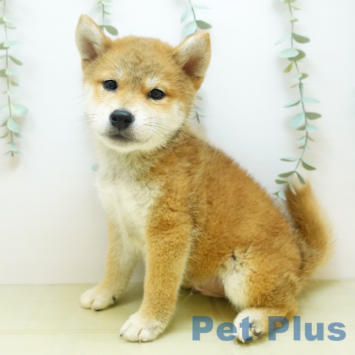 大阪府の柴犬(標準サイズ) (ペットプラス堺鉄砲町店/2025年7月28日生まれ/男の子/赤)の子犬の2枚目の画像