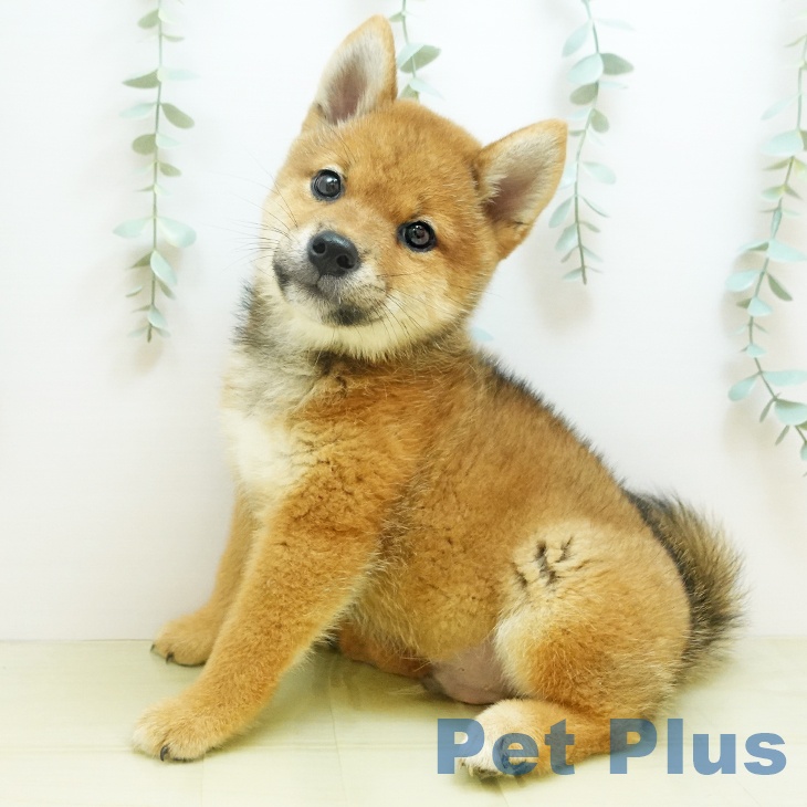 大阪府の柴犬(標準サイズ) (ペットプラスりんくう泉南店/2025年7月28日生まれ/男の子/赤)の子犬の1枚目の画像