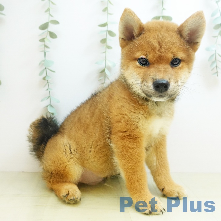 大阪府の柴犬(標準サイズ) (ペットプラスりんくう泉南店/2025年7月28日生まれ/男の子/赤)の子犬の2枚目の画像