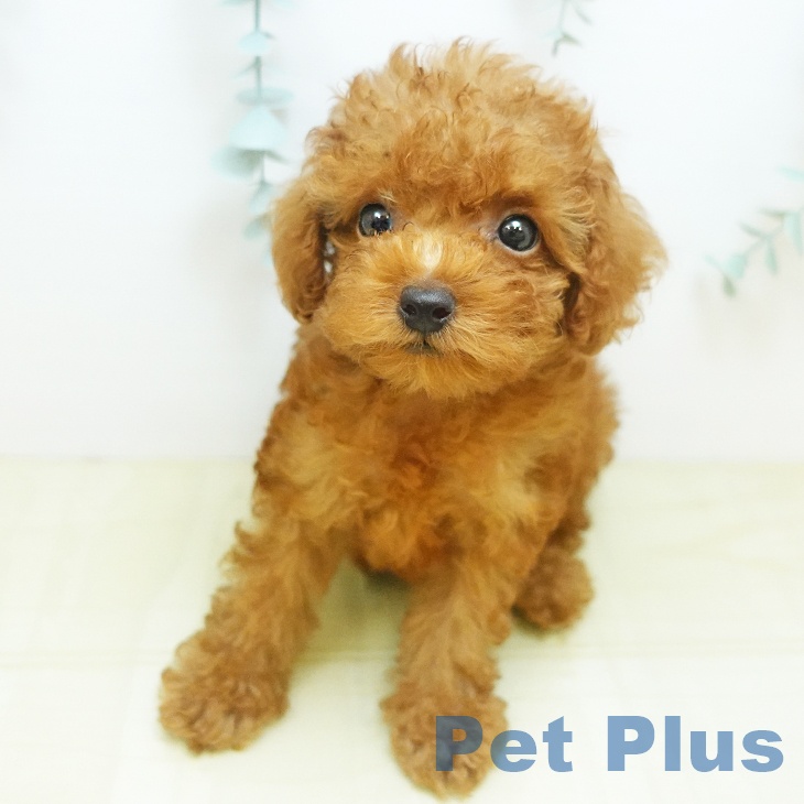 香川県のトイプードル(トイ) (ペットプラス綾川店/2025年7月29日生まれ/男の子/レッド)の子犬の2枚目の画像