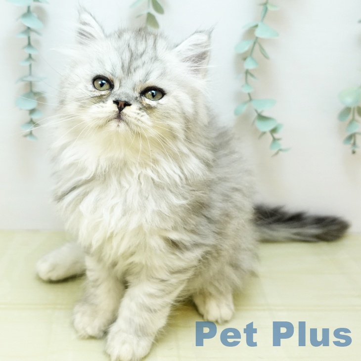 千葉県のペルシャ (ペットプラス成田店/2025年7月31日生まれ/男の子/シェーデットシルバー)の子猫の1枚目の画像