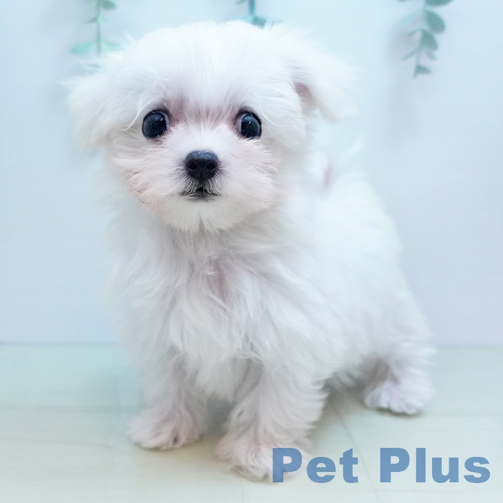 岡山県のマルチーズ (ペットプラス岡山南店/2025年8月6日生まれ/女の子/ホワイト)の子犬の1枚目の画像