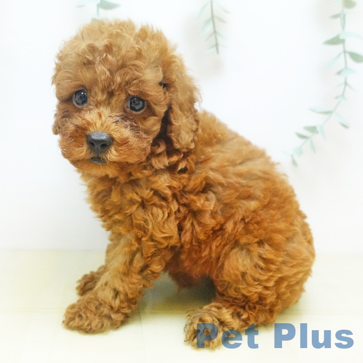 茨城県のトイプードル(トイ) (ペットプラス古河店/2025年8月8日生まれ/男の子/レッド)の子犬の2枚目の画像