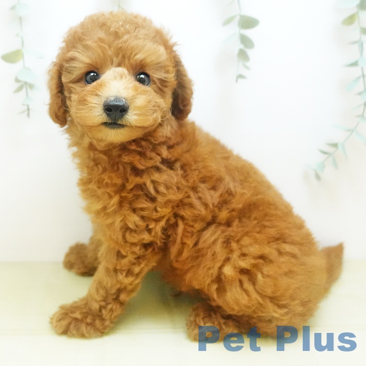 埼玉県のトイプードル(トイ) (ペットプラス上尾店/2025年8月4日生まれ/男の子/レッドフォーン)の子犬の1枚目の画像