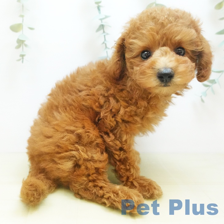 埼玉県のトイプードル(トイ) (ペットプラス上尾店/2025年8月4日生まれ/男の子/レッドフォーン)の子犬の2枚目の画像