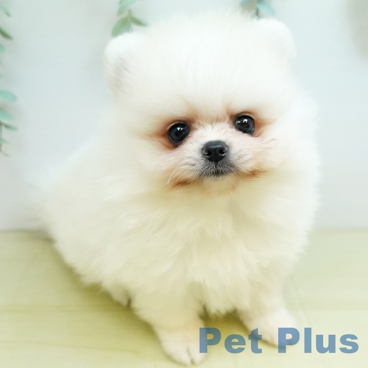 岡山県のポメラニアン (ペットプラス岡山店/2025年8月7日生まれ/男の子/ホワイト)の子犬の1枚目の画像
