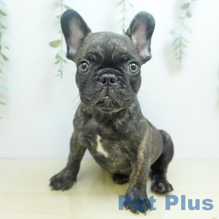 大阪府のフレンチブルドッグ (ペットプラス 鶴見店/2025年8月12日生まれ/男の子/ブリンドル)の子犬の1枚目の画像
