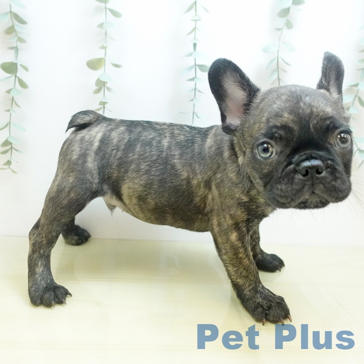 大阪府のフレンチブルドッグ (ペットプラス 鶴見店/2025年8月12日生まれ/男の子/ブリンドル)の子犬の2枚目の画像
