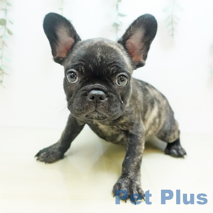 大阪府のフレンチブルドッグ (ペットプラス りんくう泉南店/2025年8月12日生まれ/女の子/ブリンドル)の子犬の1枚目の画像