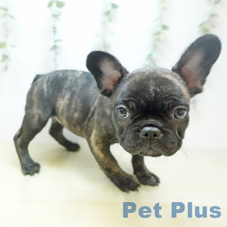 大阪府のフレンチブルドッグ (ペットプラス りんくう泉南店/2025年8月12日生まれ/女の子/ブリンドル)の子犬の2枚目の画像