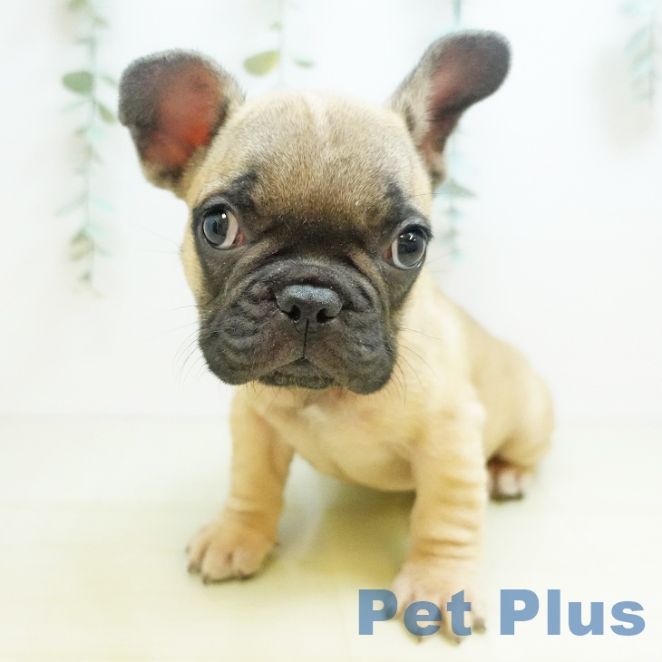 兵庫県のフレンチブルドッグ (ペットプラス 姫路大津店/2025年8月13日生まれ/男の子/フォーン)の子犬の1枚目の画像