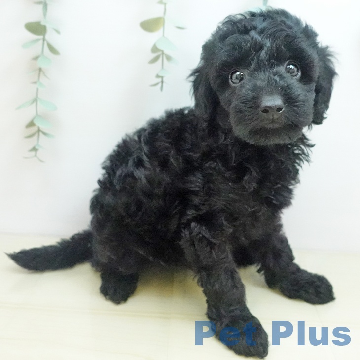 岡山県のトイプードル(トイ) (ペットプラス岡山店/2025年8月13日生まれ/女の子/ブラック)の子犬