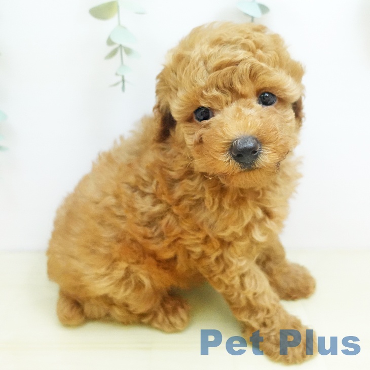 鳥取県のトイプードル(トイ) (ペットプラス日吉津店/2025年8月13日生まれ/男の子/レッド)の子犬の1枚目の画像