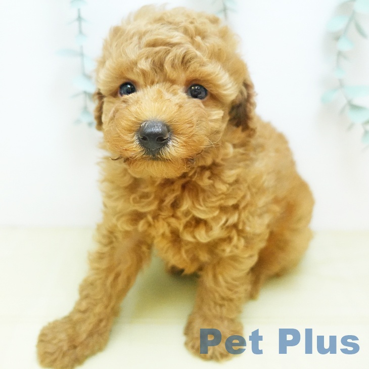 鳥取県のトイプードル(トイ) (ペットプラス日吉津店/2025年8月13日生まれ/男の子/レッド)の子犬の2枚目の画像