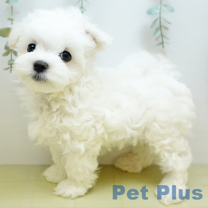 岡山県のマルチーズ (ペットプラス岡山店/2025年8月12日生まれ/男の子/ホワイト)の子犬