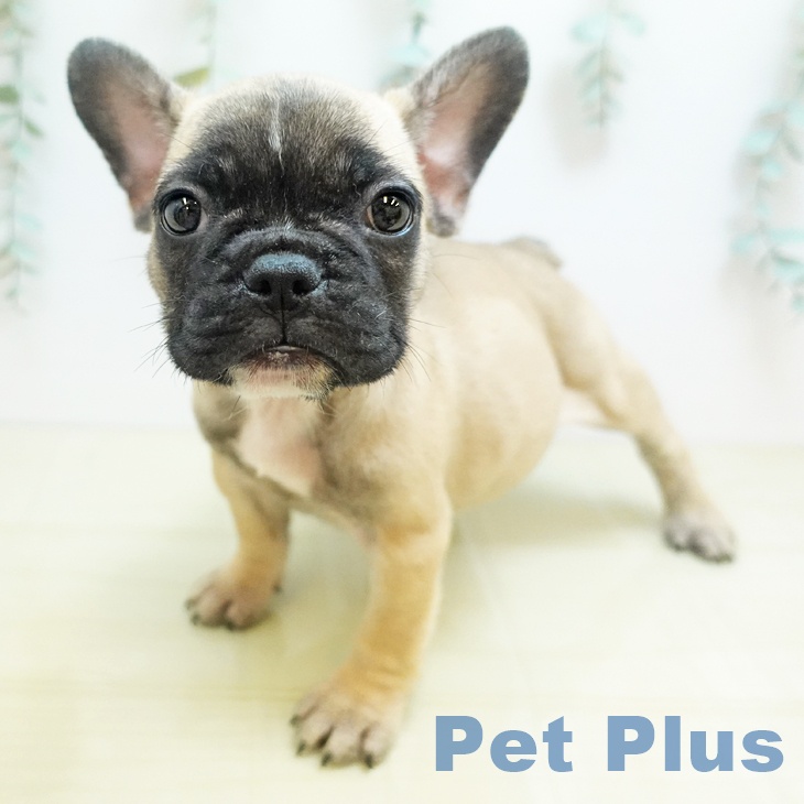 奈良県のフレンチブルドッグ (ペットプラス 大和郡山店/2025年8月12日生まれ/女の子/フォーン)の子犬の1枚目の画像
