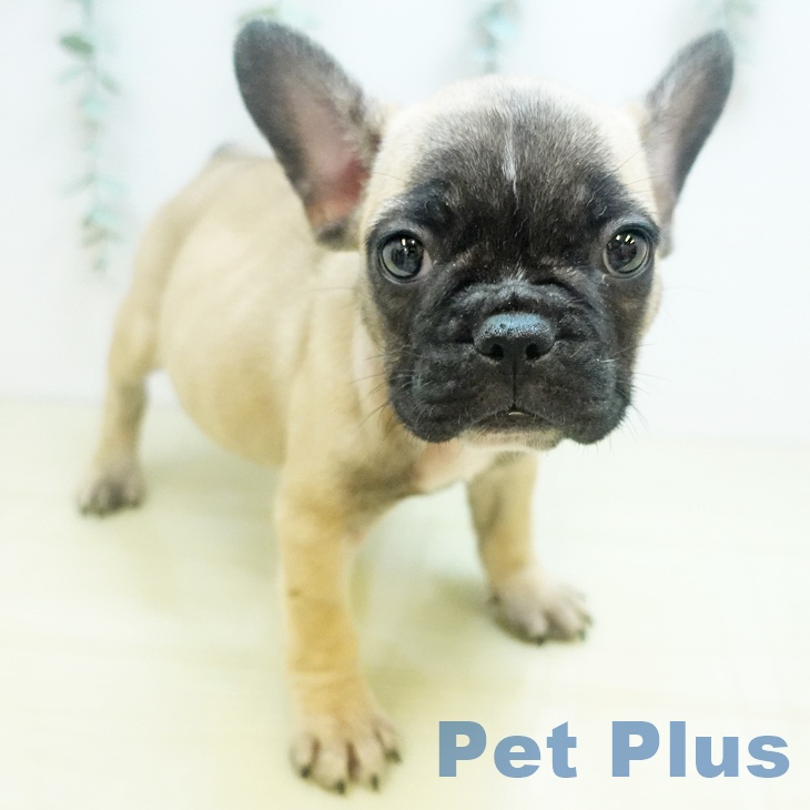 奈良県のフレンチブルドッグ (ペットプラス 大和郡山店/2025年8月12日生まれ/女の子/フォーン)の子犬の2枚目の画像