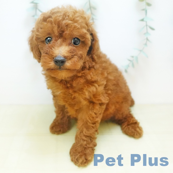 トイ・プードル