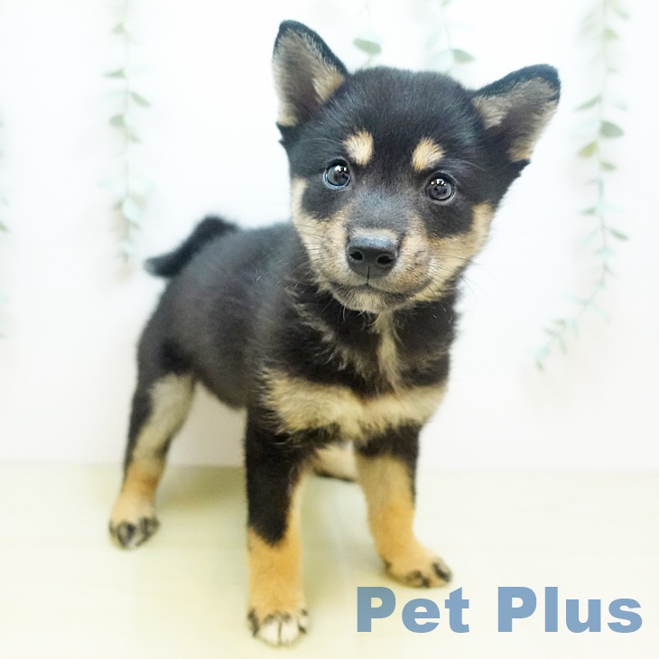 鳥取県の柴犬(標準サイズ) (ペッツワン 日吉津店/2025年8月17日生まれ/女の子/黒)の子犬の1枚目の画像
