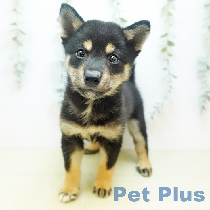 鳥取県の柴犬(標準サイズ) (ペッツワン 日吉津店/2025年8月17日生まれ/女の子/黒)の子犬の2枚目の画像