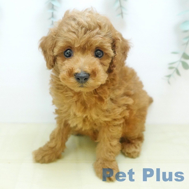 岡山県のトイプードル(トイ) (ペットプラス岡山店/2025年8月13日生まれ/男の子/レッドフォーン)の子犬の1枚目の画像