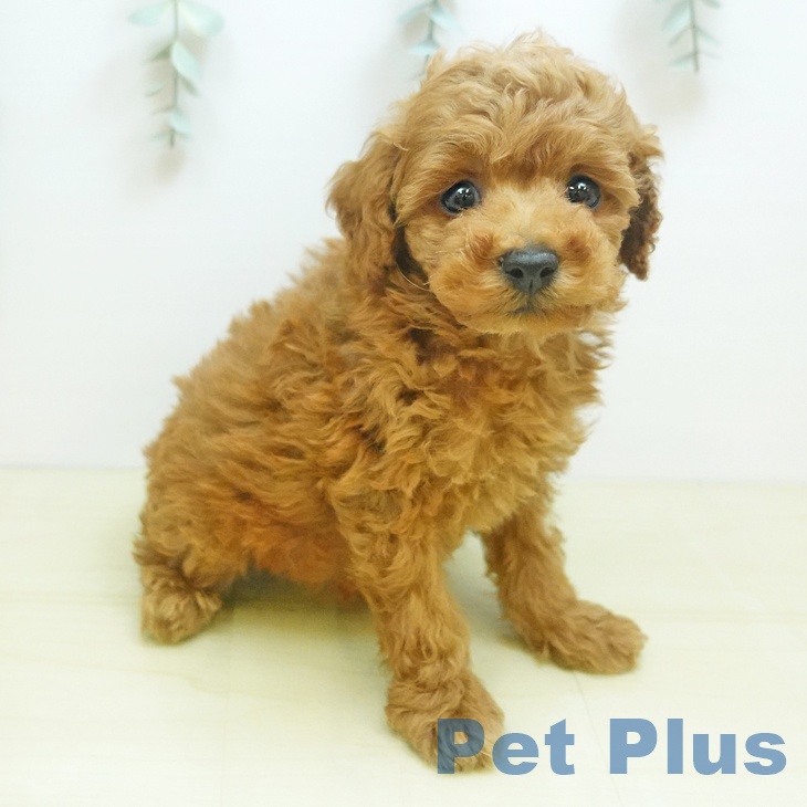 岡山県のトイプードル(トイ) (ペットプラス岡山店/2025年8月13日生まれ/男の子/レッドフォーン)の子犬の2枚目の画像