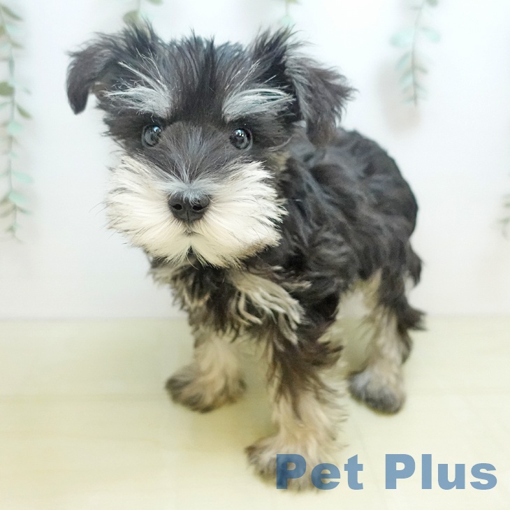 ミニチュア・シュナウザー