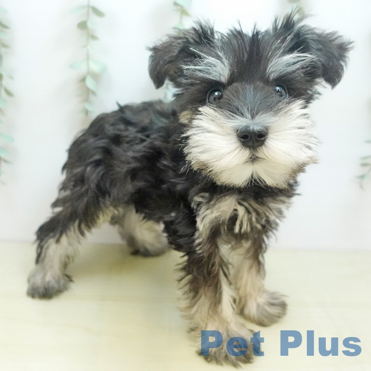 ミニチュア・シュナウザーの写真2