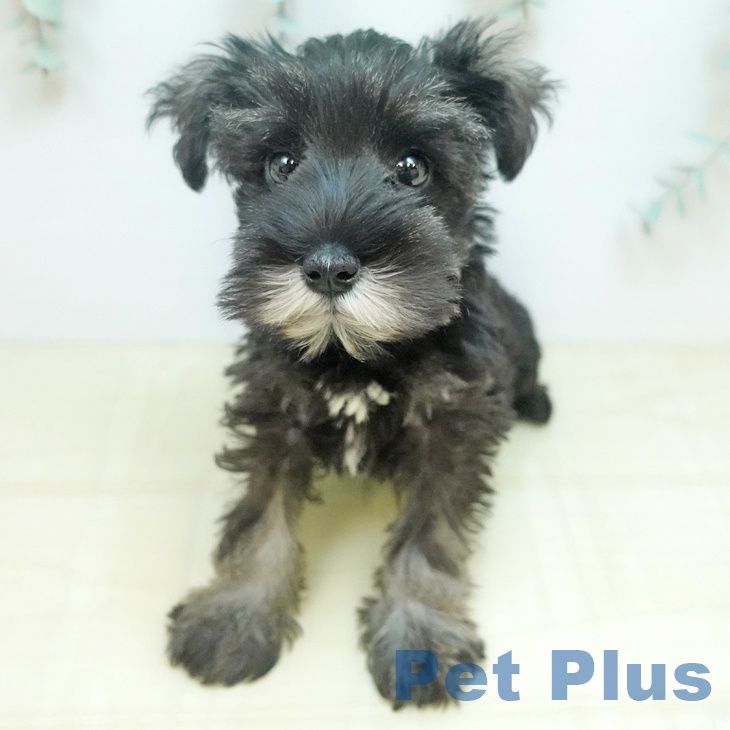 東京都のミニチュアシュナウザー (ペットプラス 板橋店/2025年8月4日生まれ/女の子/ソルトペッパー)の子犬の1枚目の画像