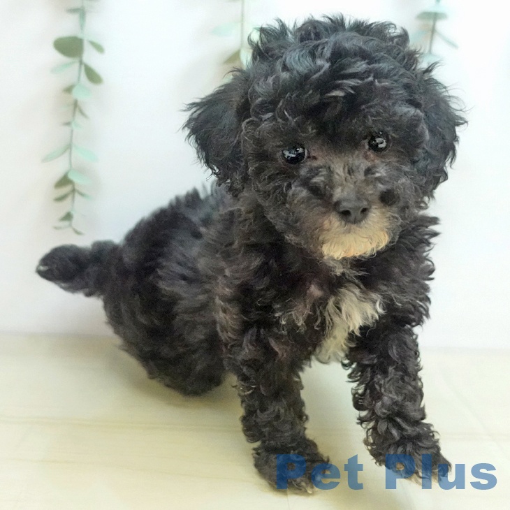 徳島県のトイプードル(トイ) (ペットプラス徳島店/2025年8月19日生まれ/女の子/シルバー)の子犬