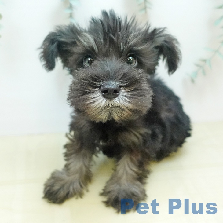 埼玉県のミニチュアシュナウザー (ペットプラス 浦和美園店/2025年8月21日生まれ/男の子/ソルトペッパー)の子犬