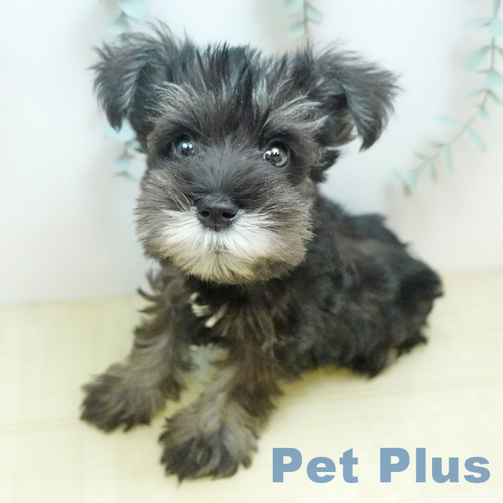 ミニチュア・シュナウザーの写真1