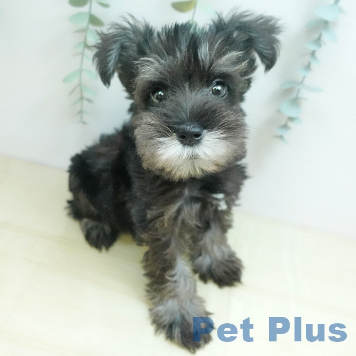 ミニチュア・シュナウザーの写真2