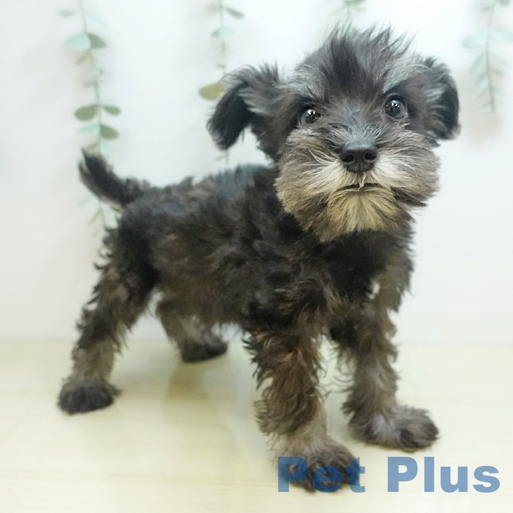 埼玉県のミニチュアシュナウザー (ペットプラス コクーンシティ店/2025年8月21日生まれ/男の子/ソルトペッパー)の子犬